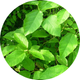 Branch Logo